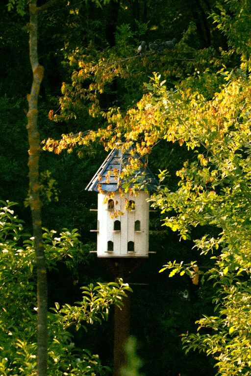 Beginner Tips for Backyard Birdwatching: A Simple Guide to Getting Started